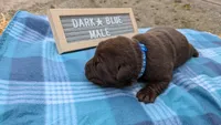 Sweet Chocolate Lab puppy (Dark Blue), a male Labrador Retriever for sale in Marshall, MO – Photo 4 of 9