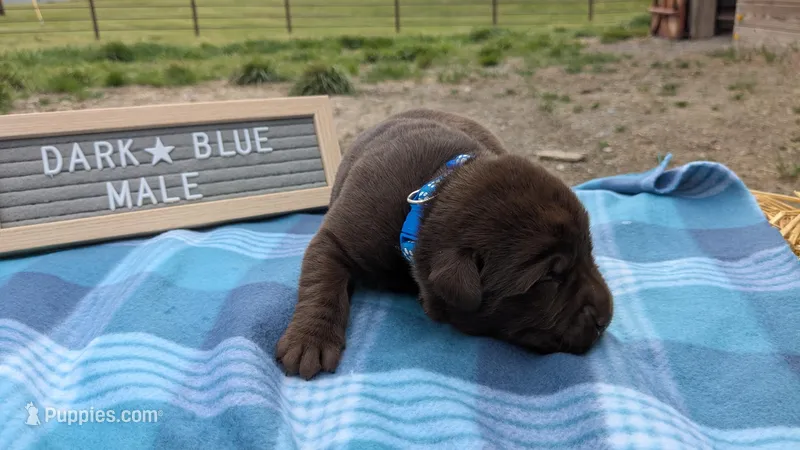Dark Blue collar male – Labrador Retriever puppy for sale in Marshall, MO