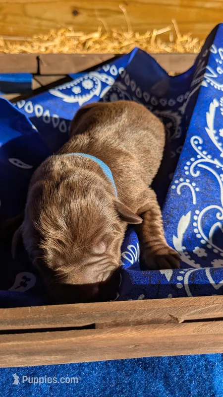 Dark Blue collar male – Labrador Retriever puppy for sale in Marshall, MO
