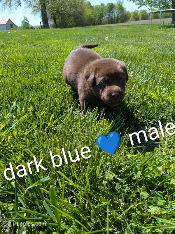 Sweet Chocolate Lab puppy (Dark Blue) – Labrador Retriever puppy for sale in Marshall, MO