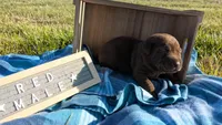Super sweet Male chocolate Lab puppy (red), a male Labrador Retriever for sale in Marshall, MO – Photo 2 of 9