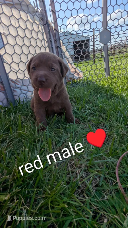 Super sweet Male chocolate Lab puppy (red) – Labrador Retriever puppy for sale in Marshall, MO