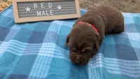 Super sweet Male chocolate Lab puppy (red), a male Labrador Retriever for sale in Marshall, MO – Photo 4 of 9