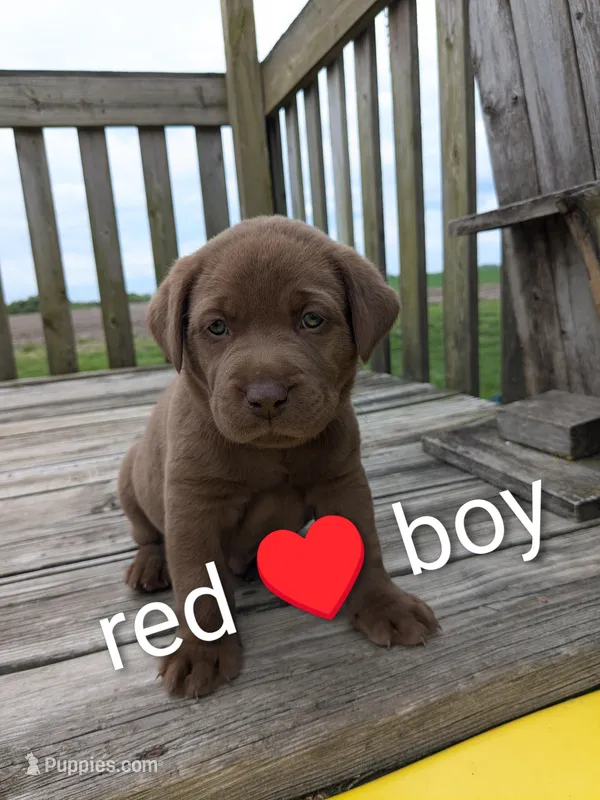 Super sweet Male chocolate Lab puppy (red) – Labrador Retriever puppy for sale in Marshall, MO