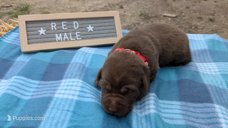 Red collar male – Labrador Retriever puppy for sale in Marshall, MO