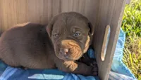 Super sweet Male chocolate Lab puppy (red), a male Labrador Retriever for sale in Marshall, MO – Photo 1 of 9