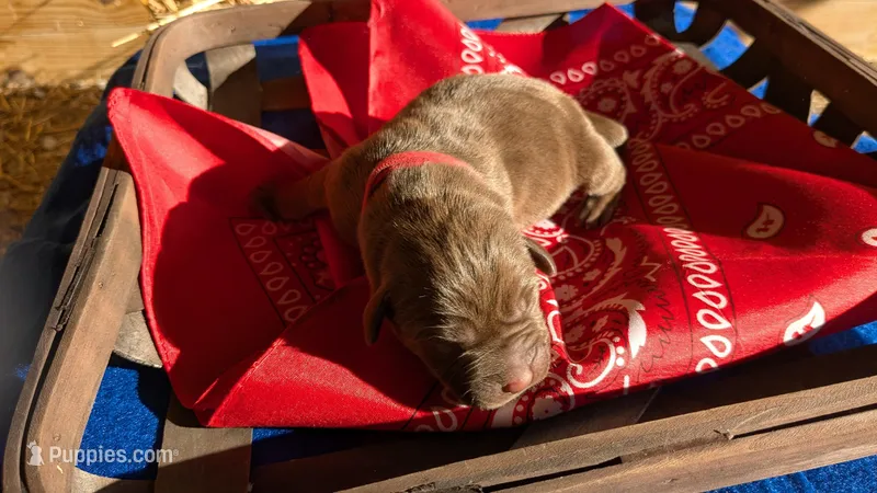 Red collar male – Labrador Retriever puppy for sale in Marshall, MO