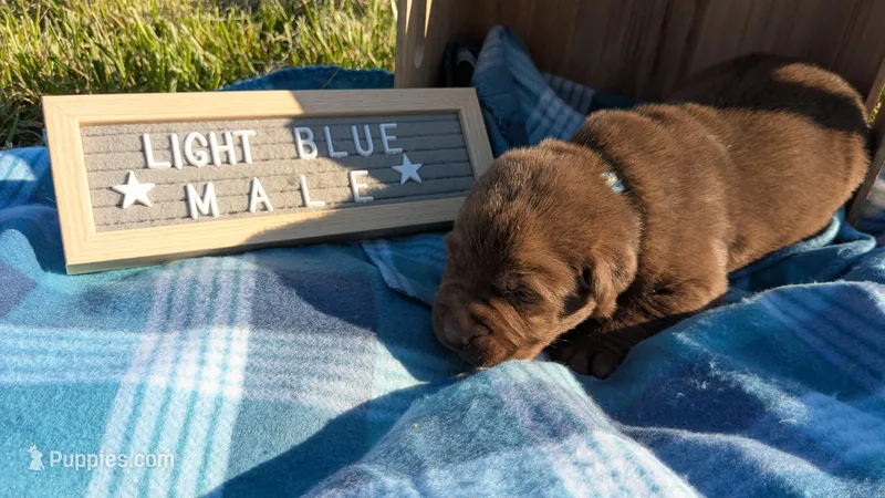 Light blue – Labrador Retriever puppy for sale in Marshall, MO
