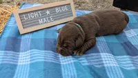 Super Silly Male chocolate lab puppy (light blue), a male Labrador Retriever for sale in Marshall, MO – Photo 4 of 9