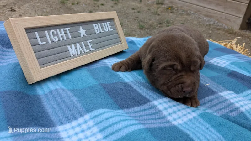 Light blue – Labrador Retriever puppy for sale in Marshall, MO