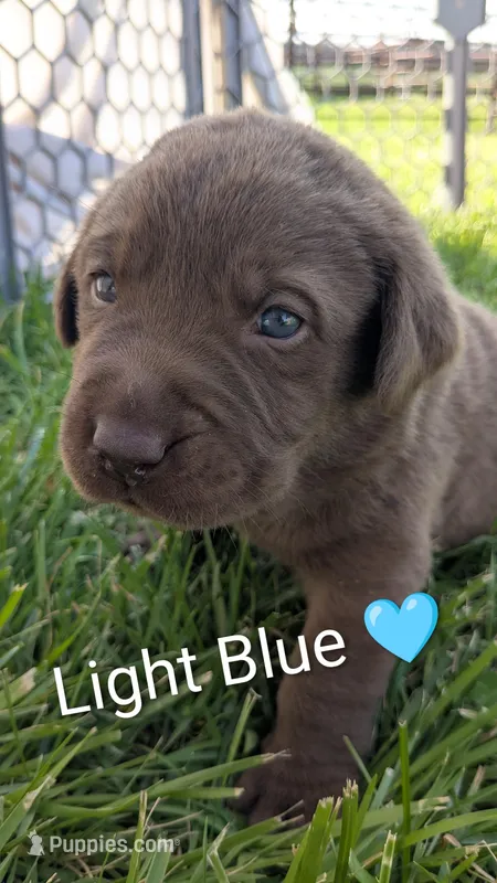 Super Silly Male chocolate lab puppy (light blue) – Labrador Retriever puppy on hold in Marshall, MO