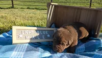 Super Silly Male chocolate lab puppy (light blue), a male Labrador Retriever for sale in Marshall, MO – Photo 2 of 9