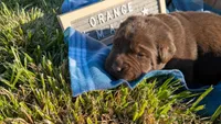 Chunky Chocolate Lab puppy (orange), a male Labrador Retriever for sale in Marshall, MO – Photo 1 of 10
