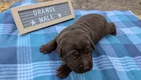 Chunky Chocolate Lab puppy (orange), a male Labrador Retriever for sale in Marshall, MO – Photo 4 of 10