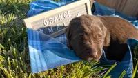 Chunky Chocolate Lab puppy (orange), a male Labrador Retriever for sale in Marshall, MO – Photo 2 of 10