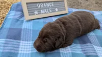 Chunky Chocolate Lab puppy (orange), a male Labrador Retriever for sale in Marshall, MO – Photo 3 of 10