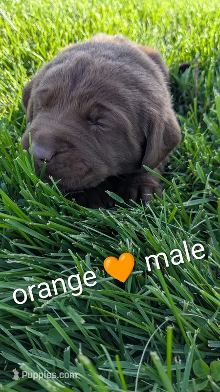 Chunky Chocolate Lab puppy (orange) – Labrador Retriever puppy for sale in Marshall, MO