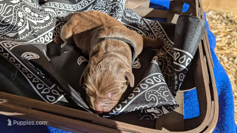 Black collar male  – Labrador Retriever puppy for sale in Marshall, MO