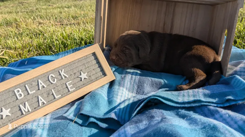 Black collar male  – Labrador Retriever puppy for sale in Marshall, MO
