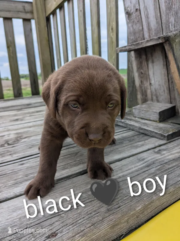 Snuggly Chocolate Lab Puppy (black) – Labrador Retriever puppy for sale in Marshall, MO