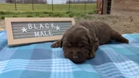 Snuggly Chocolate Lab Puppy (black), a male Labrador Retriever for sale in Marshall, MO – Photo 3 of 9