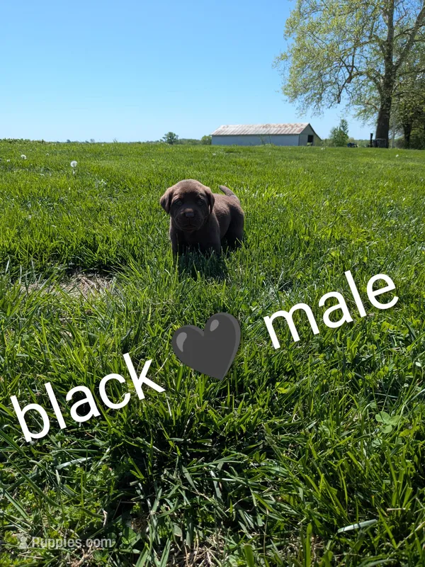 Snuggly Chocolate Lab Puppy (black) – Labrador Retriever puppy for sale in Marshall, MO