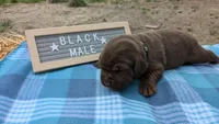 Snuggly Chocolate Lab Puppy (black), a male Labrador Retriever for sale in Marshall, MO – Photo 4 of 9