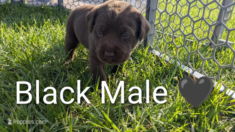 Snuggly Chocolate Lab Puppy (black) – Labrador Retriever puppy for sale in Marshall, MO