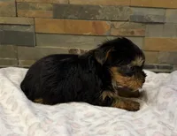 Bella , a female Yorkshire Terrier for sale in Elkin, NC – Photo 4 of 6