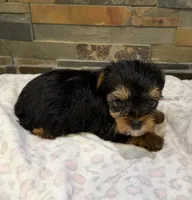 Bella , a female Yorkshire Terrier for sale in Elkin, NC – Photo 1 of 6