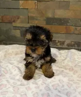 Bella , a female Yorkshire Terrier for sale in Elkin, NC – Photo 5 of 6