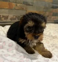 Bella , a female Yorkshire Terrier for sale in Elkin, NC – Photo 2 of 6