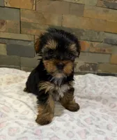 Bella , a female Yorkshire Terrier for sale in Elkin, NC – Photo 6 of 6