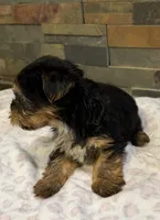 Bella , a female Yorkshire Terrier for sale in Elkin, NC – Photo 3 of 6