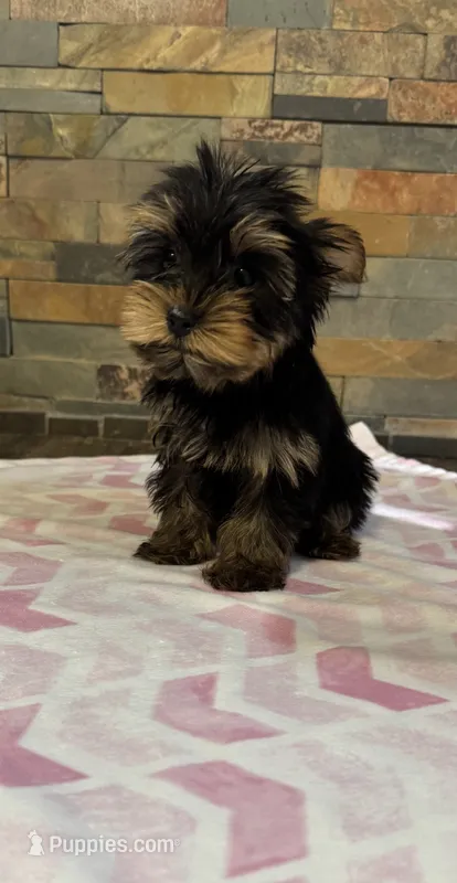 Molly – Yorkshire Terrier puppy for sale in Elkin, NC
