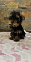 Molly, a female Yorkshire Terrier for sale in Elkin, NC – 1 of 5