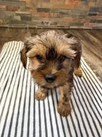 Coco , a female Yorkshire Terrier for sale in Elkin, NC – 5 of 6
