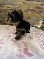 Molly, a female Yorkshire Terrier for sale in Elkin, NC – 4 of 5