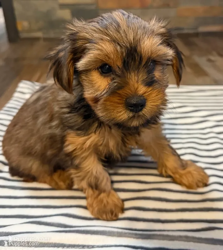 Coco  – Yorkshire Terrier puppy for sale in Elkin, NC