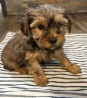 Coco , a female Yorkshire Terrier for sale in Elkin, NC – 2 of 6