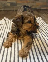 Coco , a female Yorkshire Terrier for sale in Elkin, NC – 3 of 6