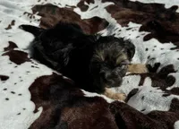 Tucker, a male Shih Tzu for sale in Elkin, NC – Photo 3 of 3