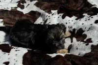 Tucker, a male Shih Tzu for sale in Elkin, NC – Photo 1 of 3