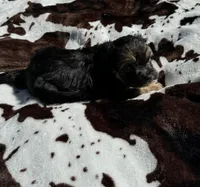 Tucker, a male Shih Tzu for sale in Elkin, NC – Photo 2 of 3