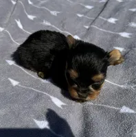 Maggie, a female Yorkshire Terrier for sale in Elkin, NC – Photo 2 of 2