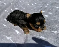 Maggie, a female Yorkshire Terrier for sale in Elkin, NC – Photo 1 of 2