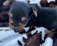 Beau, a male Yorkshire Terrier for sale in Elkin, NC – Photo 2 of 3