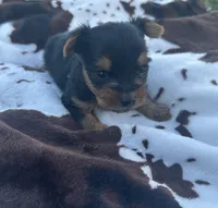 Beau, a male Yorkshire Terrier for sale in Elkin, NC – Photo 1 of 3