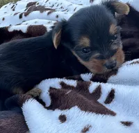 Beau, a male Yorkshire Terrier for sale in Elkin, NC – Photo 3 of 3