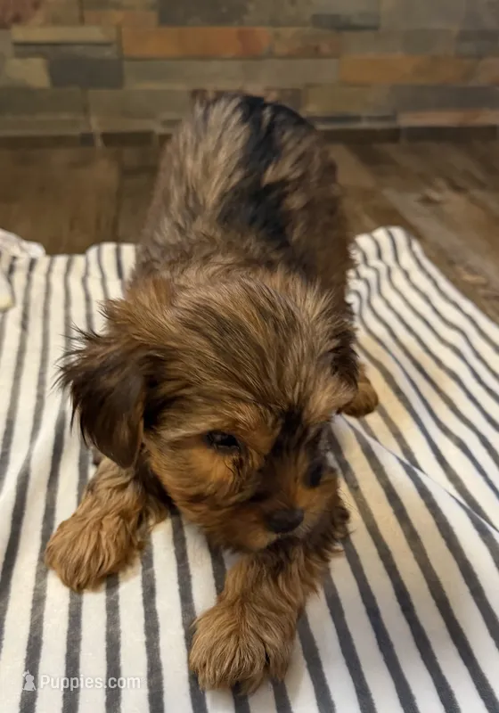 Coco  – Yorkshire Terrier puppy for sale in Elkin, NC